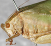 CollectionObject 1552392; d729cd2e-a76b-424f-b0e2-dc0be69c6ef6: female, head and pronotum, lateral view. (CollectionObject).