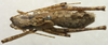 CollectionObject 1535094; 88f16536-4f93-4297-a1af-cd143ebf1639: male, dorsal view (syntype). (CollectionObject).