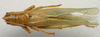CollectionObject 1535039; ccdfea7a-6a88-4181-9c2e-433e20e4afce: female, dorsal view (lectotype). (CollectionObject).