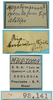 CollectionObject 1542909; DEES #10054', a49557df-c58f-483d-b048-4dae145f7d79: female, labels (allotype). (CollectionObject).
