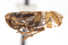 Habitus, lateral view on Cixius (Pseudocixius) bandarus (Caldwell, 1950): (Observation).