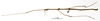 CollectionObject 1587078; a8941693-8042-40a7-9738-1ecaebea633a: copyright MNHN, Paris. male (syntype). (CollectionObject).