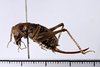 CollectionObject 1505607; b4773f29-a327-4516-94ff-1089d58ff827: female, lateral view (syntype). (CollectionObject).