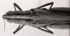 CollectionObject 1524889; 0c8995b6-7946-4deb-ac56-8ebfd4b4fbc4: Image C.S. Carbonell. female, dorsal view (holotype). (CollectionObject).