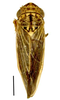 Habitus, dorsal view: !! display not done !! on Ciminius platensis (Berg, 1884): Specimen from Parque Nacional do Itatiaia, Southeastern Brazil, by C. M. F. Silva 2014. (Observation).