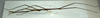 CollectionObject 1563976; 411429b1-33c4-4c19-96ec-deefb4e0c3ec: copyright J. Bresseel. male, lateral view (holotype). (CollectionObject).