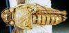 CollectionObject 1581354; d18679ea-e33e-4579-a0d2-508d59d3ed19: female, ventral view (paratype of Rhachitopis ceraseus). (CollectionObject).