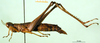 CollectionObject 1500969; 12786618-ca25-4848-8efc-fd74f2069dfe, DORSA BA000600S01: female, lateral view (holotype). (CollectionObject).