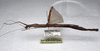 CollectionObject 1580887; 7f72c0d4-6bcf-45f7-97c2-e2309530aa58: copyright SPM, Kinabalu. female, lateral view (holotype). (CollectionObject).