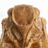 Head: !! display not done !! on Ormenana linki (Heidemann & Osborn, 1917): (Observation).