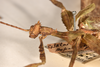 CollectionObject 1558787; 0b960f35-c7d1-4383-a54b-89a33fa6d8ed: copyright OUMNH. male: head & thorax, lateral view of synonym Extatosoma hopii (holotype). (CollectionObject).