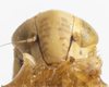 Head on Colladonus cachellus Ball, 1937: (Observation).