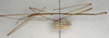 CollectionObject 1557964; 2ca44772-85ca-41f5-9276-61de07aee707: copyright NMW, Vienna. male, lateral view (syntype). (CollectionObject).;CollectionObject 1557965; 3547d98d-b5dc-41b4-b1af-88ce7efbefd1: copyright NMW, Vienna. male, lateral view (syntype). (CollectionObject).