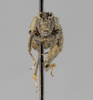 CollectionObject 1523342; a8084cf0-a475-4cad-af8d-148b89c19d7e: female, frontal view (holotype of Apotettix eurycephalus). (CollectionObject).
