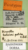 CollectionObject 1581784; f24710ec-2b73-4ba4-b9be-62c82edbed9e: labels (paratype). (CollectionObject).