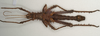CollectionObject 1577055; e685f425-6bab-4823-994d-956cd6254cff: copyright ZIN, St. Petersburg. male, ventral view (holotype). (CollectionObject).