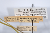 CollectionObject 1579412; 6c118a06-2a35-45a2-9e46-129f5e2d0fac: copyright ANSP. female, data labels (paratype). (CollectionObject).