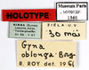 CollectionObject 1587335; MNHN(SF IMPORT DUPLICATE) MNHN-EP-EP1360, 0a5b94ea-7998-4c04-980f-d1fb1003f63e: CC BY-NC-ND 4.0/MNHN - Depraetere Marion - 2014. Holotype, male, of incisura Grandcolas, 1994. Specimen number: MNHN-EP-EP1360. http://coldb.mnhn.fr/catalognumber/mnhn/ep/ep1360. (CollectionObject).