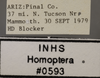 Other on Athysanella (Gladionura) adunca Ball & Beamer, 1940: Labels - Lateral, face. Labels for the specimen used for the lateral and face view. (Observation).