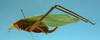 CollectionObject 1542820; DEES MZLQ-I0087, a7fbbd90-7ed4-4148-a37a-1c64a73af51c: female, body lateral view (syntype). (CollectionObject).
