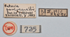 CollectionObject 1558559; d175cf57-13bf-4202-bdc4-79a45254a6cc: copyright NTUC. male, data labels (syntype). (CollectionObject).;CollectionObject 1558560; 79f3f8cc-d56f-40aa-b01f-edb53ef13999: copyright NTUC. male, data labels (syntype). (CollectionObject).