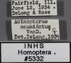 Other: !! display not done !! on Acinopterus acuminatus Van Duzee, 1892: (Observation).