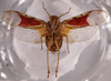 Habitus ventral view: !! display not done !! on Hypaepa costata (Fabricius, 1803): (Observation).