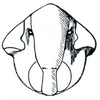 Head on Calanana DeLong, 1945 now Calana DeLong, 1936: Calanana umbratica, face. (Observation).