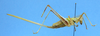 CollectionObject 1580350; MUJ ORT032, 7663aa95-1275-47d8-9128-70279c33f98a: female, lateral view. (CollectionObject).
