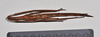 CollectionObject 1558577; NTUC 723, 3f74161b-0c62-46e4-9d98-7d7d23d7bdc2: copyright NTUC. female, ventral view of synonym Entoria nagoensis (holotype). (CollectionObject).