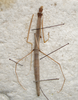 CollectionObject 1561833; 00c08fba-2451-4c49-a98b-b1b8ca6212cc: copyright NZSI, Calcutta. female (syntype). (CollectionObject).;CollectionObject 1561834; 0bb9d4e8-c138-480b-9a94-e9df76319011: copyright NZSI, Calcutta. female (syntype). (CollectionObject).