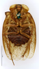CollectionObject 1587488; MNHN(SF IMPORT DUPLICATE) MNHN-EP-EP745, 2beee2ad-f7c9-48b1-b14f-c267cf963065: CC BY-NC-ND 4.0/MNHN - Depraetere Marion - 2014. Syntype, male, of thibetana Chopard, 1922. Specimen number: MNHN-EP-EP745. http://coldb.mnhn.fr/catalognumber/mnhn/ep/ep745. (CollectionObject).