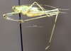 CollectionObject 1537894; 069d7e40-0eb9-4979-9b19-43ad144c5386: male, lateral view. (CollectionObject).
