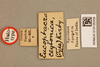 CollectionObject 1520283; 4e73a6d2-9164-4a7c-8957-5f649d090858: labels (holotype). (CollectionObject).