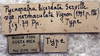 CollectionObject 1539801; f2065e3d-673c-41b6-81db-e433bb3e4acc: labels (holotype of permaculata). (CollectionObject).
