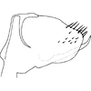 Pygofer, lateral view on Distantasca serratipenis (Qin & Zhang, 2007): Genital capsule, lateral view. (Observation).
