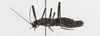 CollectionObject 1573625; 036a172b-23b2-4a73-b2fd-2dc19ff65cb6: female, lateral view (paratype). (CollectionObject).;CollectionObject 1573626; 3b652dae-eb89-4457-bf32-ece437bb0824: female, lateral view (paratype). (CollectionObject).