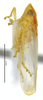 Habitus, lateral view: Male specimen [DZRJ]: habitus, lateral view. (Observation).