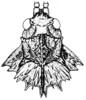 Spathalium liebermanni Ronderos, 1972: Fig. 29. male, head and pronotum, dorsal view. (Otu).