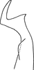 Stylus: !! display not done !! on Erythridula stolata (McAtee, 1920): Stylus. (Observation).