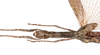 CollectionObject 1590099; cd5011c7-c150-41a1-ad32-c46024bcdc36: copyright MNHN, Paris. female: head & thorax, dorsal view (paratype). (CollectionObject).;CollectionObject 1590100; 28cbec81-6faf-49c1-87d1-8ad7dfa3bb2e: copyright MNHN, Paris. female: head & thorax, dorsal view (paratype). (CollectionObject).