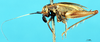 CollectionObject 1501818; 9c1b7c1c-e537-4f4c-ba98-4df717fbba77, DORSA BG00222S03: female, lateral view. (CollectionObject).