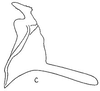 Stylus: !! display not done !! on Fusanus griseostriatus Linnavuori, 1955: Stylus. (Observation).