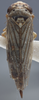 Habitus, dorsal view: !! display not done !! on Exitianus obscurinervis (Stål, 1859): Dorsal. (Observation).