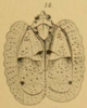 Habitus, dorsal view: (Observation).