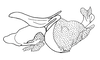 Eucosmetacris cingulata (Bolívar, 1881): Fig. 120. phallic complex without epiphallus, lateral view. (Otu).