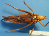 CollectionObject 1538289; 35c1efdf-0695-4d61-a4ba-31313f507ed2: female, ventral view (holotype). (CollectionObject).