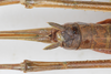 CollectionObject 1475574; f9610ab4-29ba-4bcb-82af-c60cc741a872: female, dorsal view (holotype). (CollectionObject).