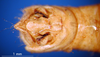 CollectionObject 1502321; 6be44017-fd8d-48ff-99c9-fef5366f243f, DORSA SAnotsahS03: male, epiproct (syntype). (CollectionObject).