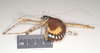 CollectionObject 1561390; NHMUK(SF IMPORT DUPLICATE) 844825, 560149b4-3360-49ab-8557-bd60154a60db: copyright Natural History Museum, London. female, lateral view of Necroscia zeuxis (syntype). (CollectionObject).